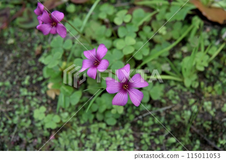 酢漿草花 115011053