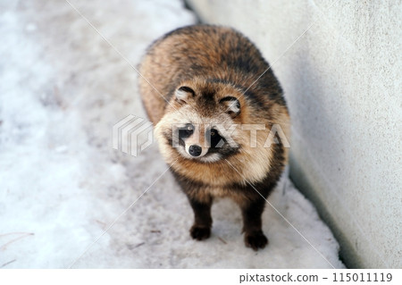 Hokkaido raccoon dog (Maruyama Zoo, Sapporo) 115011119