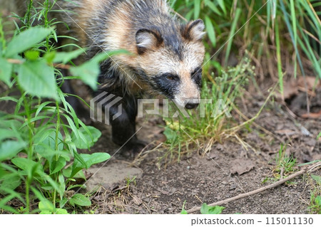 Hokkaido raccoon dog (Maruyama Zoo, Sapporo) Hokkaido raccoon dog (Maruyama Zoo, Sapporo) 115011130