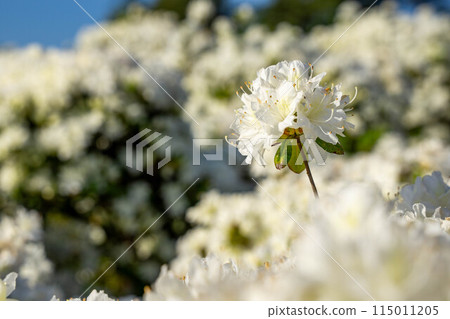 藍天映襯下杜鵑花盛開 115011205