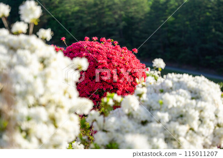 藍天映襯下杜鵑花盛開 藍天映襯下杜鵑花盛開 115011207