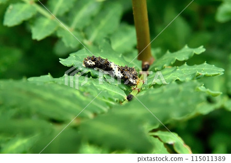 The larva of the clover The larva of the clover 115011389