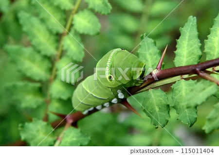 三葉草的幼蟲 三葉草的幼蟲 115011404
