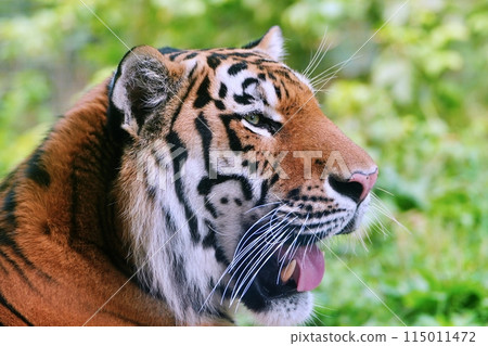 Amur tiger (Maruyama Zoo, Sapporo) 115011472