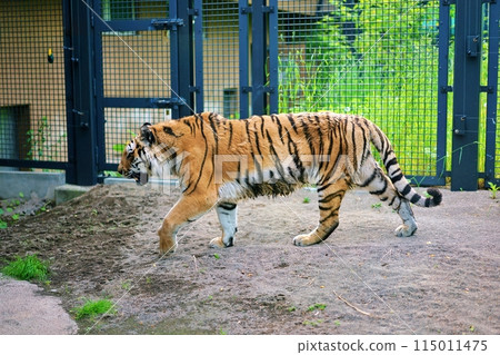 東北虎（札幌圓山動物園） 115011475