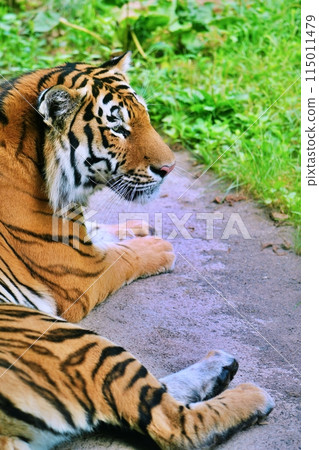 Amur tiger (Maruyama Zoo, Sapporo) Amur tiger (Maruyama Zoo, Sapporo) 115011479
