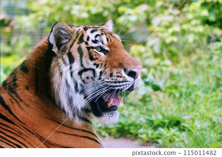 Amur tiger (Maruyama Zoo, Sapporo) Amur tiger (Maruyama Zoo, Sapporo) 115011482