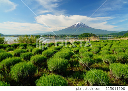 河口湖畔的大石公園,有富士山和薰衣草 河口湖畔的大石公園,有富士山和薰衣草 115011608