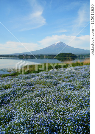 Nemophila flower field and Mt. Fuji in the early morning. Oishi landscape on the shores of Lake Kawaguchiko 115011620
