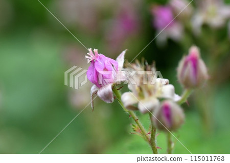 White strawberry flower pistil 115011768