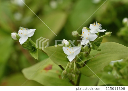 Tokuwa Tsurukusa之花 Tokuwa Tsurukusa之花 115011806
