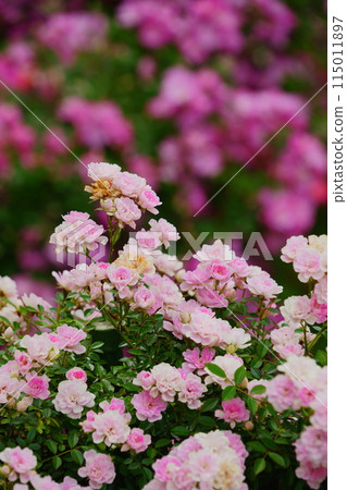 生田綠地玫瑰園，粉紅色的花朵盛開 115011897