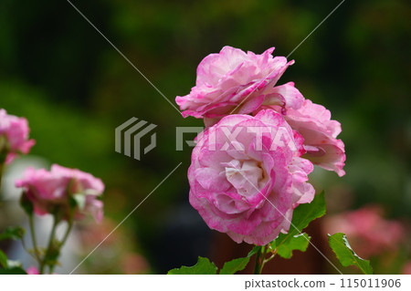 The rose garden at Ikuta Ryokuchi where delicate pink flowers bloom The rose garden at Ikuta Ryokuchi where delicate pink flowers bloom 115011906
