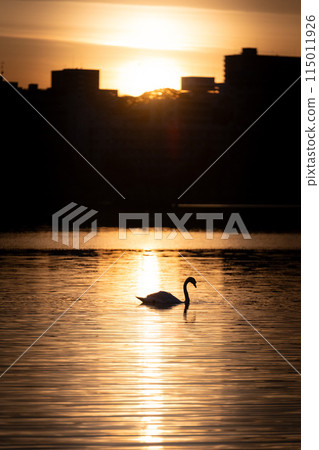 Morning at Lake Senba burning in Mito, Ibaraki Prefecture 115011926