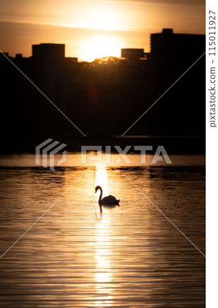 茨城縣水戶市千波湖的火熱早晨 茨城縣水戶市千波湖的火熱早晨 115011927
