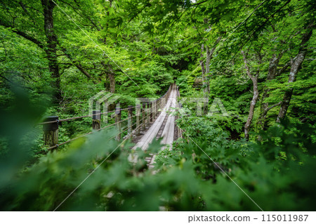 Fresh greenery in Hananuki Valley - Shiomi Falls Suspension Bridge Fresh greenery in Hananuki Valley - Shiomi Falls Suspension Bridge 115011987
