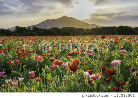 盛開的罌粟花田和從小外川親愛公園看筑波山的日出 盛開的罌粟花田和從小外川親愛公園看筑波山的日出 115012001