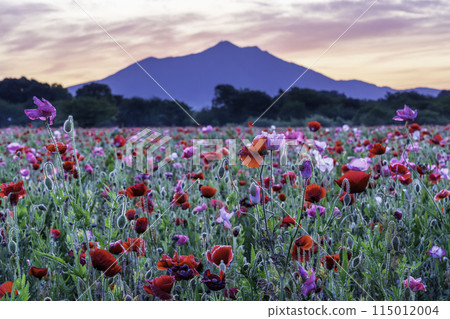 盛開的罌粟花田和從小外川親愛公園看筑波山的日出 盛開的罌粟花田和從小外川親愛公園看筑波山的日出 115012004