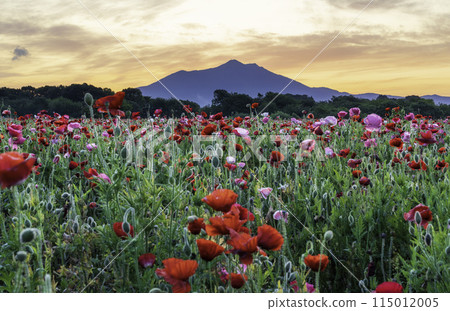 Poppy fields in full bloom and the sunrise over Mount Tsukuba from Kokaigawa Fureai Park Poppy fields in full bloom and the sunrise over Mount Tsukuba from Kokaigawa Fureai Park 115012005