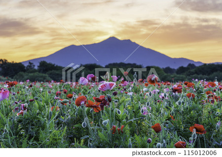 Poppy fields in full bloom and the sunrise over Mount Tsukuba from Kokaigawa Fureai Park Poppy fields in full bloom and the sunrise over Mount Tsukuba from Kokaigawa Fureai Park 115012006
