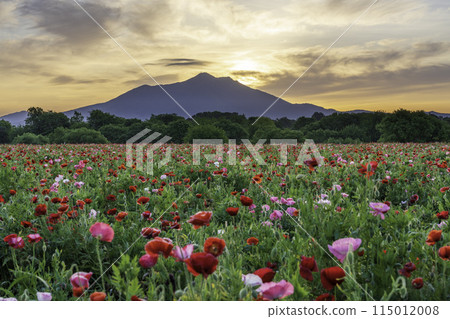 Poppy fields in full bloom and the sunrise over Mount Tsukuba from Kokaigawa Fureai Park Poppy fields in full bloom and the sunrise over Mount Tsukuba from Kokaigawa Fureai Park 115012008