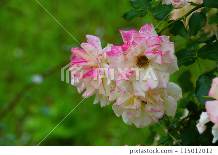 白玫瑰花,生田綠地玫瑰園 白玫瑰花,生田綠地玫瑰園 115012012