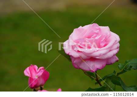 Pink roses at the Rose Garden in Ikuta Ryokuchi Pink roses at the Rose Garden in Ikuta Ryokuchi 115012014