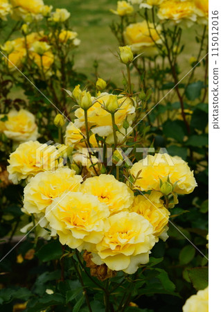 黃玫瑰花,生田綠地玫瑰園 黃玫瑰花,生田綠地玫瑰園 115012016