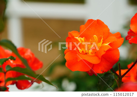 橙色玫瑰花 生田綠地玫瑰園 115012017