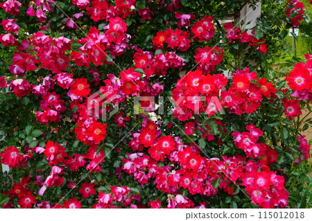 紅玫瑰花 生田綠地玫瑰園 115012018