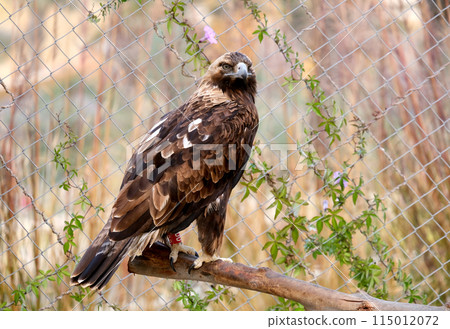 Golden eagle (lat.- Aquila chrysaetos) Golden eagle (lat.- Aquila chrysaetos) 115012072