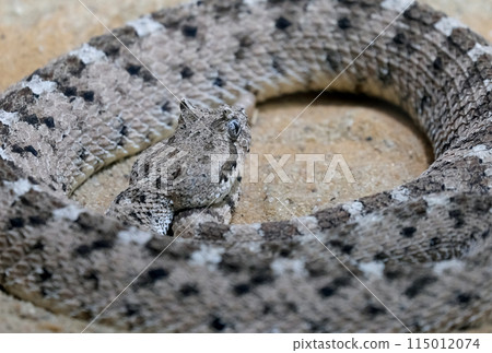Horned rattlesnake or sidewinder rattlesnake (lat.- Crotalus cerastes) 115012074