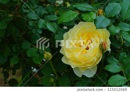 黃玫瑰花,生田綠地玫瑰園 黃玫瑰花,生田綠地玫瑰園 115012089