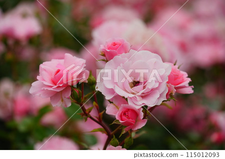 Pink roses at the Rose Garden in Ikuta Ryokuchi Pink roses at the Rose Garden in Ikuta Ryokuchi 115012093