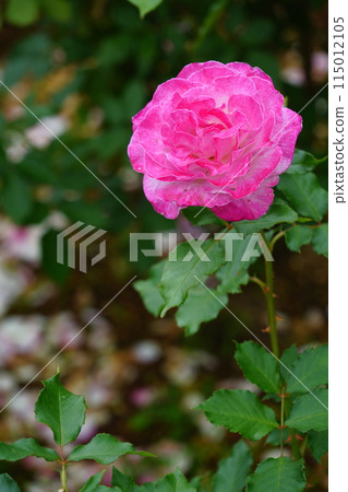 生田綠地玫瑰園的粉紅色玫瑰花 生田綠地玫瑰園的粉紅色玫瑰花 115012105