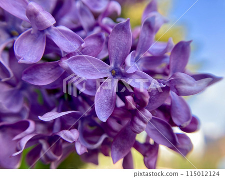 Close-up shot of a delicate purple lilac 115012124