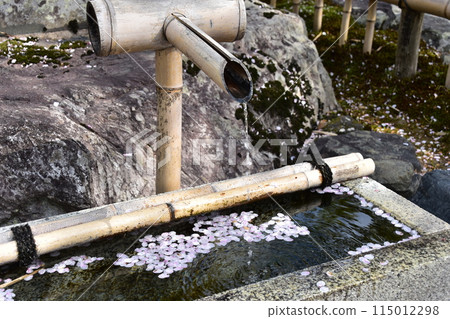 日本春天的京都,世界文化遺產天龍寺,花園裡的獅子,櫻花花瓣漂浮在水坑里 日本春天的京都,世界文化遺產天龍寺,花園裡的獅子,櫻花花瓣漂浮在水坑里 115012298