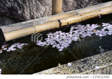 日本春天的京都，世界文化遺產天龍寺，花園裡的獅子，櫻花花瓣漂浮在水坑里 115012300