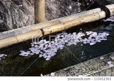 日本春天的京都，世界文化遺產天龍寺，花園裡的獅子，櫻花花瓣漂浮在水坑里 115012301