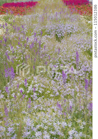 濱名湖花園公園花壇 2024 年 5 月 115012386