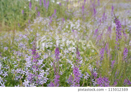Flower beds at Lake Hamana Garden Park, May 2024 115012389