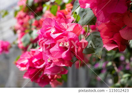 A red rose A red rose 115012423