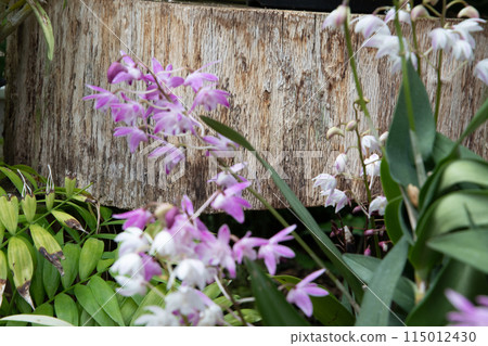 紫藤花的景觀 紫藤花的景觀 115012430