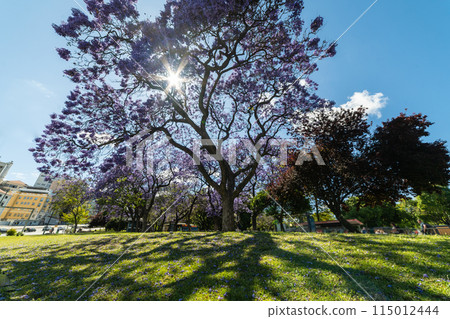 Purple Blue Jacaranda Mimosifolia Tree with Flowers and Green Lawn. Lisbon, Portugal. Wide Shot Purple Blue Jacaranda Mimosifolia Tree with Flowers and Green Lawn. Lisbon, Portugal. Wide Shot 115012444