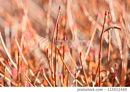 Dudedzunji的芽 115012489