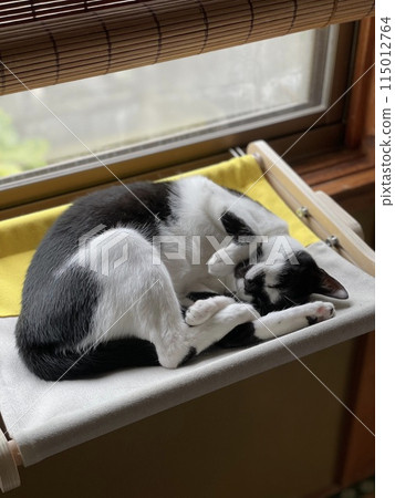 A cat to take a nap 115012764