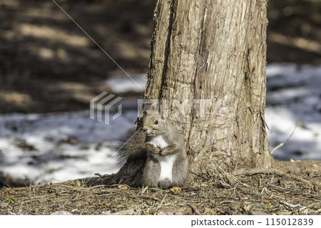 A Hokkaido squirrel standing at the roots of a tree 115012839