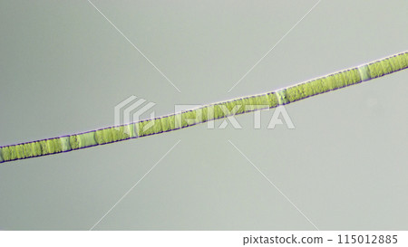 Cyanobacteria, Ovary 115012885
