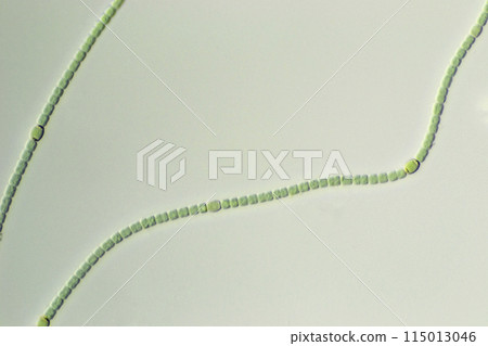 Cyanobacteria Nostoc 115013046