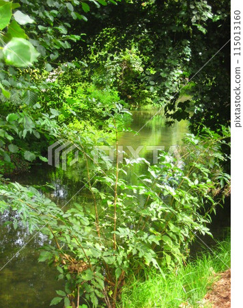 綠色水邊景觀 綠色水邊景觀 115013160